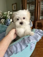 Max, a male Mal Shi for sale in Winter Haven, FL – Photo 3 of 8