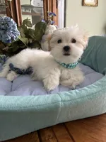 Max, a male Mal Shi for sale in Winter Haven, FL – Photo 1 of 8