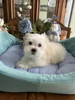 Max, a male Mal Shi for sale in Winter Haven, FL – Photo 7 of 8