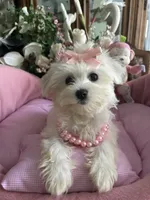 SOPHIE, a female Maltese for sale in Winter Haven, FL – 4 of 10