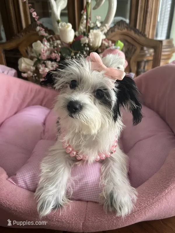 DAISY – Morkie puppy for sale in Winter Haven, FL