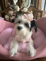 DAISY, a female Morkie for sale in Winter Haven, FL – 1 of 10