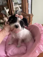BIANCA, a female Morkie for sale in Winter Haven, FL – 6 of 10