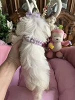 T - CUP JINNY, a female Morkie for sale in Winter Haven, FL – 8 of 10