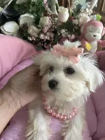 SOPHIE, a female Maltese for sale in Winter Haven, FL – 2 of 10