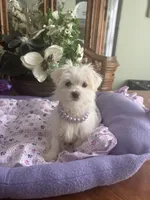 JASPER, a male Morkie for sale in Winter Haven, FL – 6 of 10
