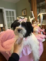 MOLLY, a female Morkie for sale in Winter Haven, FL – 5 of 10