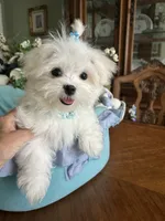 GORGEOUS MAXWELL!, a male Maltese for sale in Winter Haven, FL – 10 of 10