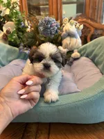 HARLEY, a male Shih Tzu for sale in Winter Haven, FL – 3 of 10