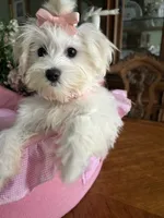 ANNIE, a female Maltese for sale in Winter Haven, FL – 6 of 10