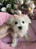 SOPHIE, a female Maltese for sale in Winter Haven, FL – 9 of 10