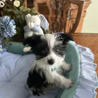 OREO, a male Morkie for sale in Winter Haven, FL – Photo 4 of 10