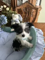 OREO, a male Morkie for sale in Winter Haven, FL – Photo 4 of 10