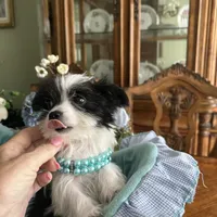 OREO, a male Morkie for sale in Winter Haven, FL – Photo 5 of 10