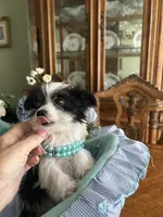 OREO, a male Morkie for sale in Winter Haven, FL – Photo 5 of 10