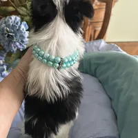 OREO, a male Morkie for sale in Winter Haven, FL – Photo 2 of 10