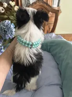 OREO, a male Morkie for sale in Winter Haven, FL – Photo 2 of 10