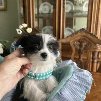OREO, a male Morkie for sale in Winter Haven, FL – Photo 8 of 10