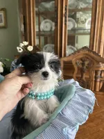 OREO, a male Morkie for sale in Winter Haven, FL – Photo 8 of 10