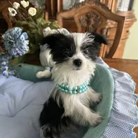 OREO, a male Morkie for sale in Winter Haven, FL – Photo 6 of 10