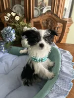 OREO, a male Morkie for sale in Winter Haven, FL – Photo 6 of 10