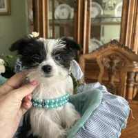 OREO, a male Morkie for sale in Winter Haven, FL – Photo 9 of 10