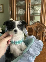 OREO, a male Morkie for sale in Winter Haven, FL – Photo 9 of 10