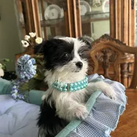 OREO, a male Morkie for sale in Winter Haven, FL – Photo 3 of 10