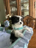 OREO, a male Morkie for sale in Winter Haven, FL – Photo 3 of 10
