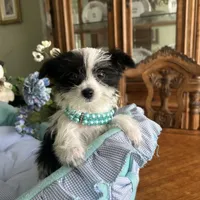 OREO, a male Morkie for sale in Winter Haven, FL – Photo 10 of 10