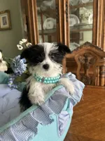 OREO, a male Morkie for sale in Winter Haven, FL – Photo 10 of 10