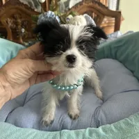 OREO, a male Morkie for sale in Winter Haven, FL – Photo 1 of 10