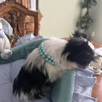 OREO, a male Morkie for sale in Winter Haven, FL – Photo 7 of 10