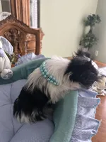 OREO, a male Morkie for sale in Winter Haven, FL – Photo 7 of 10