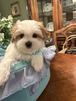 GUCCI, a male Morkie for sale in Winter Haven, FL – 5 of 10