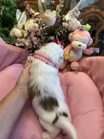 HAZEL, a female Shih Tzu for sale in Winter Haven, FL – 8 of 8