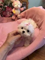 ANGELICA, a female Maltese for sale in Winter Haven, FL – 5 of 9