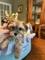 JASPER, a male Morkie for sale in Winter Haven, FL – 3 of 8