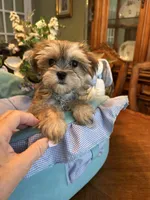 JASPER, a male Morkie for sale in Winter Haven, FL – 2 of 8