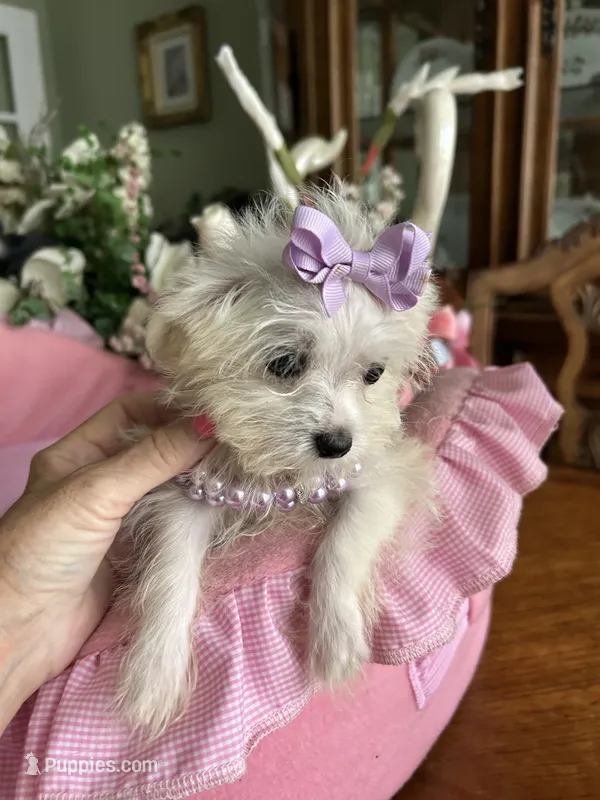 T - CUP JINNY – Morkie puppy for sale in Winter Haven, FL