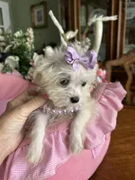 T - CUP JINNY, a female Morkie for sale in Winter Haven, FL – 1 of 10