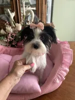 BIANCA, a female Morkie for sale in Winter Haven, FL – 1 of 10