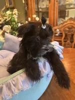 LORENZO, a male Morkie for sale in Winter Haven, FL – Photo 8 of 10
