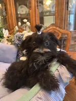 LORENZO, a male Morkie for sale in Winter Haven, FL – Photo 3 of 10