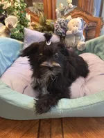 LORENZO, a male Morkie for sale in Winter Haven, FL – Photo 10 of 10