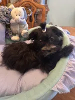 LORENZO, a male Morkie for sale in Winter Haven, FL – Photo 5 of 10