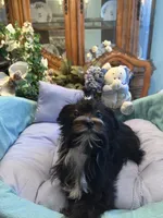 LORENZO, a male Morkie for sale in Winter Haven, FL – Photo 9 of 10