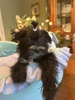 LORENZO, a male Morkie for sale in Winter Haven, FL – Photo 6 of 10