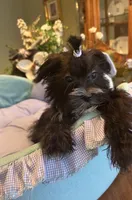 LORENZO, a male Morkie for sale in Winter Haven, FL – Photo 2 of 10