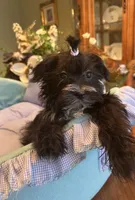 LORENZO, a male Morkie for sale in Winter Haven, FL – Photo 4 of 10